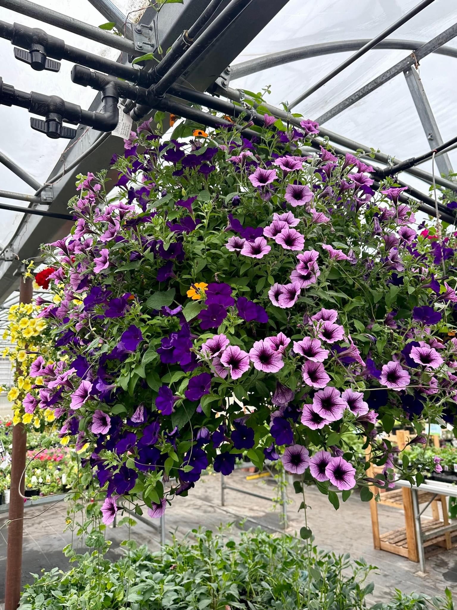 Lighthouse | Mid Valley Greenhouse